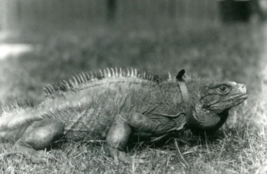Iguana de roca nublada con collar caminando en el césped del Zoológico de Londres, julio de 1924