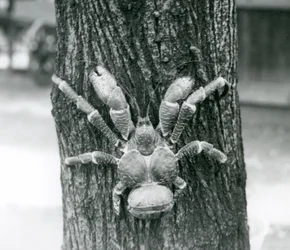 Un cangrejo cocotero, o cangrejo ladrón, trepando un árbol, zoológico de Londres, julio de 1927