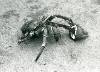 Un cangrejo cocotero, o cangrejo ladrón, alimentándose de coco, zoológico de Londres, julio de 1927