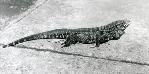 Un tegu colombiano negro dorado común o lagarto tigre en el Zoo de Londres en agosto de 1926