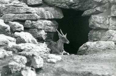 Un Eland Común descansando en la entrada de su refugio entre las rocas en el Paddock de Eland/Antílope, Zoológico de Londres en 1929