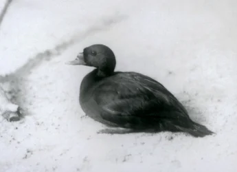 Un negrón común en el zoo de Londres en 1925
