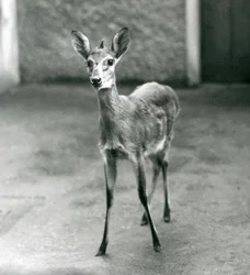Un Duiker de Bush de África Occidental Coronado en el Zoológico de Londres en agosto de 1927