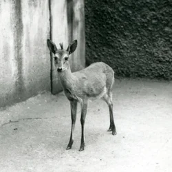 Un Duiker de Bush de África Occidental Coronado en el Zoológico de Londres en agosto de 1927