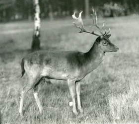 Un ciervo dama en el Zoológico de Londres en octubre de 1924