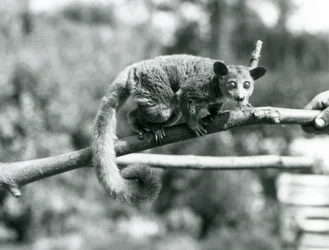 Un galago caminando por una rama sostenida por un cuidador, Zoológico de Londres