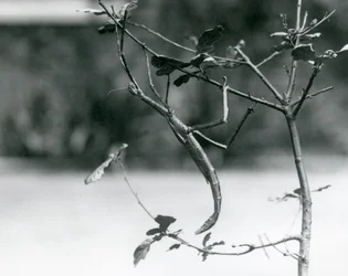 Un insecto palo gigante camuflado en una rama en el Zoológico de Londres en 1923