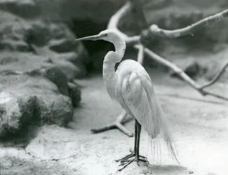 Una gran garza blanca en plumaje de cría, de pie en el suelo de su recinto en el Zoológico de Londres en junio de 1928