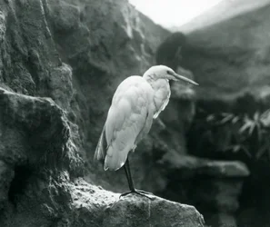 Una garza real común o garza blanca grande de pie sobre una roca en el Zoológico de Londres en septiembre de 1927