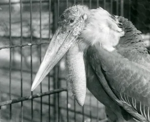 Un cigüeña adjutante mayor en el Zoológico de Londres en julio de 1925