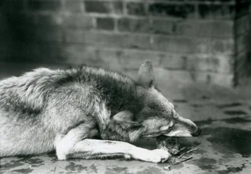 Un Lobo Gris comiendo en el Zoológico de Londres en 1927