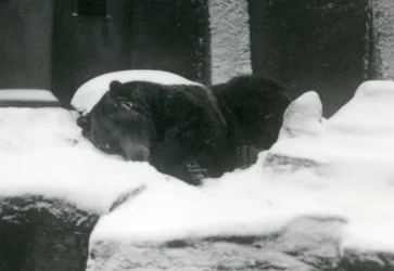Un oso grizzly durmiendo en la nieve, Zoológico de Londres, 1924