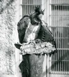 Un águila harpía en el zoológico de Londres, abril de 1914