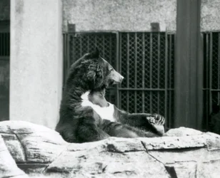 Un oso negro del Himalaya sentado en las rocas, sosteniendo sus dedos, zoológico de Londres