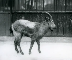 Un íbice del Himalaya en el Zoológico de Londres, 1927