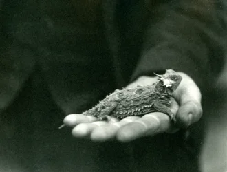 Un lagarto cornudo descansa en la mano de su cuidador, zoológico de Londres, abril de 1923