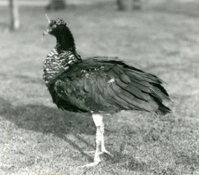 Un chajá cornudo de pie sobre el césped en el Zoológico de Londres en septiembre de 1927
