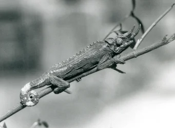 Un camaleón de Jackson aferrado a una rama, Zoológico de Londres, agosto de 1926
