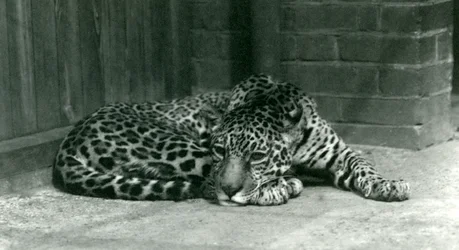 Jaguar descansando en el Zoológico de Londres, junio de 1924