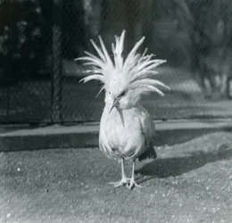 Un Kagu o Cagu mostrando sus plumas de cresta en el Zoológico de Londres, junio de 1921