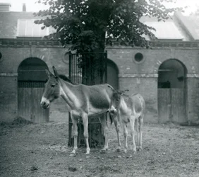 Un kiang y su potro de pie bajo un árbol en su prado, Zoológico de Londres, agosto de 1927