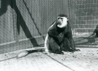 Un mono colobo blanco y negro Kikuyu sentado en su recinto en el Zoológico de Londres en julio de 1925