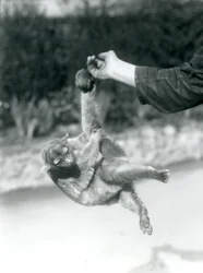 Un kinkajú suspendido del dedo de un cuidador por su cola prensil, zoológico de Londres, septiembre de 1925