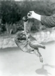 Un kinkajú suspendido del dedo de un cuidador por su cola prensil, zoológico de Londres, septiembre de 1925