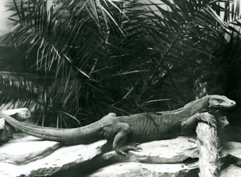 Un Dragón de Komodo descansando su cuello y patas delanteras contra un tronco en el Zoológico de Londres en junio de 1927