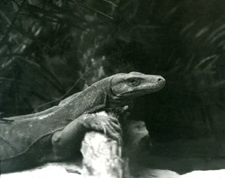 Un Dragón de Komodo descansando su cuello y patas delanteras contra un tronco en el Zoológico de Londres en junio de 1927