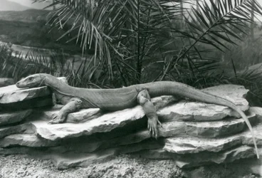 Un dragón de Komodo descansando en una pared rocosa en el Zoológico de Londres en 1927