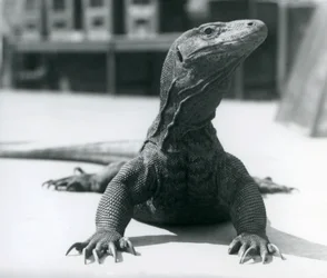 Un dragón de Komodo en el Zoológico de Londres, agosto de 1928