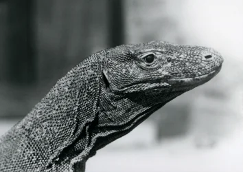 Un Dragón de Komodo en el Zoológico de Londres en agosto de 1928