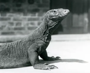 Un Dragón de Komodo en el Zoológico de Londres en agosto de 1928
