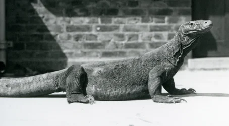 Un Dragón de Komodo en el Zoológico de Londres en agosto de 1928