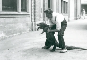 Un Dragón de Komodo siendo levantado sobre sus patas traseras por un cuidador en el Zoológico de Londres en agosto de 1928