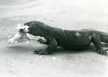 Un dragón de Komodo comiendo un pollo, Zoológico de Londres