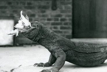 Un Dragón de Komodo comiendo un pollo en el Zoológico de Londres en agosto de 1928