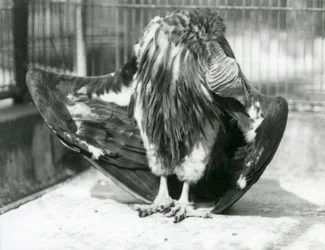 Un buitre orejudo de pie en el suelo de su recinto, acicalando sus plumas, Zoológico de Londres