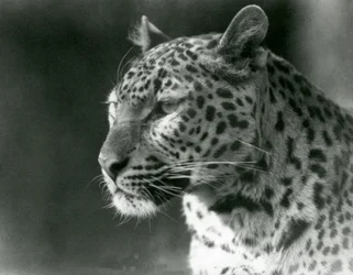Un leopardo en el Zoológico de Londres en 1930