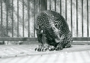 Un leopardo sentado en su recinto acicalando su pata, Zoológico de Londres, 1927