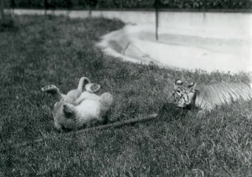 Un cachorro de león y un cachorro de tigre jugando con una fregona, en el césped, junto a una piscina, Zoológico de Londres, septiembre de 1925