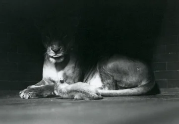Un cachorro de león acostado con su madre en la sombra de la parte trasera de su recinto, Zoológico de Londres, octubre de 1925