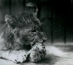 Un Cachorro de León alimentándose en el Zoológico de Londres en 1927