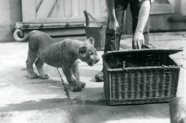 Un cachorro de león mirando a un cachorro de tigre en una cesta de mimbre, que un cuidador está abriendo, Zoológico de Londres, septiembre de 1925
