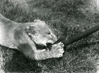 Un cachorro de león jugando con una fregona, sostenida por su cuidador, en el césped frente a su guarida, Zoológico de Londres, septiembre de 1925