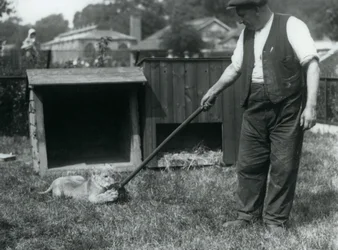 Un cachorro de león jugando con una fregona, sostenida por su cuidador, en el césped frente a su guarida, Zoológico de Londres, septiembre de 1925
