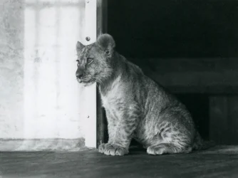 Un cachorro de león sentado en el suelo en el Zoológico de Londres en 1930 (foto en b/n)