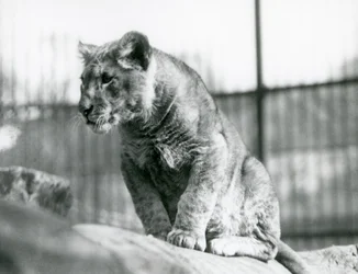 Un cachorro de león, nacido en la menagerie en julio de 1923, Zoológico de Londres, julio de 1924