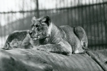 Un cachorro de león, nacido en la menagerie en julio de 1923, Zoológico de Londres, julio de 1924